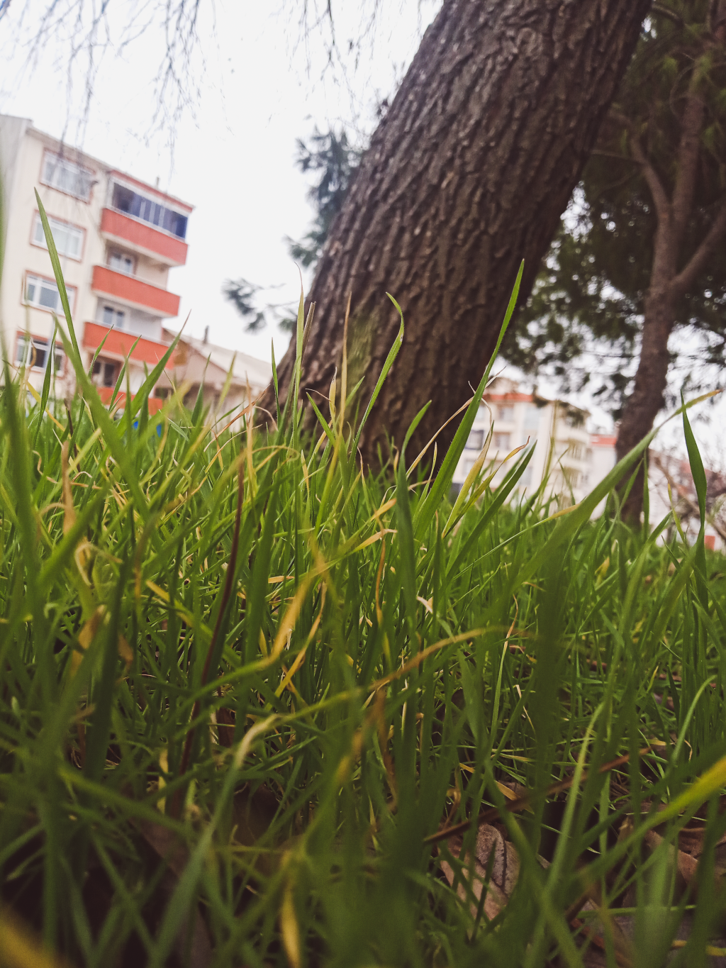 tree and grass epicsel