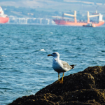 seagull photo